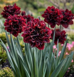 Нарцисс Малиновая Вуаль купить по цене от 3000р. в интернет-магазине «Посадика» с доставкой почтой в в Мышкине и по всей России – [изображение №1].