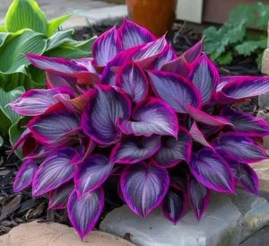 Хоста Сикрет Гарденс купить по цене от 549р. в интернет-магазине «Посадика» с доставкой почтой в в Мышкине и по всей России – [изображение №1].