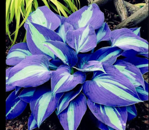 Хоста Аурелия купить по цене от 450р. в интернет-магазине «Посадика» с доставкой почтой в в Мышкине и по всей России – [изображение №1].