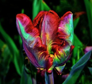 Тюльпан Эирпрайз купить по цене от 270р. в интернет-магазине «Посадика» с доставкой почтой в в Мышкине и по всей России – [изображение №1].