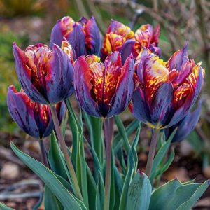 Тюльпан Опал Дрим купить по цене от 207р. в интернет-магазине «Посадика» с доставкой почтой в в Мышкине и по всей России – [изображение №1].