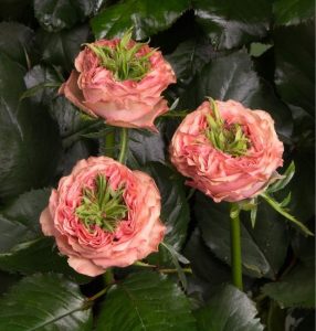 Роза Амбер Инчант купить по цене от 495р. в интернет-магазине «Посадика» с доставкой почтой в в Мышкине и по всей России – [изображение №1].