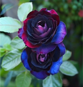 Роза Скарлет Рэвери купить по цене от 489р. в интернет-магазине «Посадика» с доставкой почтой в в Мышкине и по всей России – [изображение №1].