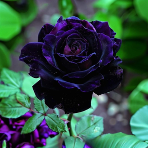 Роза Блэк Пантер купить по цене от 319р. в интернет-магазине «Посадика» с доставкой почтой в в Мышкине и по всей России – [изображение №1].