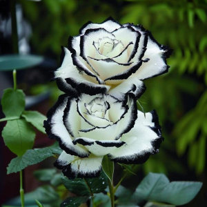 Роза Силк Ивин купить по цене от 319р. в интернет-магазине «Посадика» с доставкой почтой в в Мышкине и по всей России – [изображение №1].