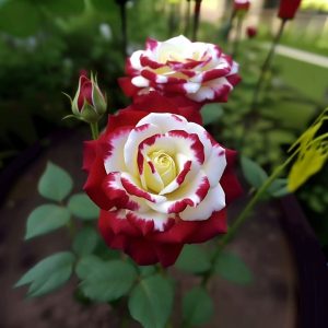 Роза Роял Глом купить по цене от 401р. в интернет-магазине «Посадика» с доставкой почтой в в Мышкине и по всей России – [изображение №1].