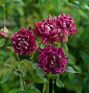 Роза Опаловый Пейзаж купить по цене от 490р. в интернет-магазине «Посадика» с доставкой почтой в в Мышкине и по всей России – [изображение №1].