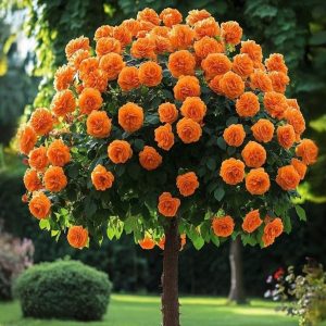 Роза Солнечный Шарм купить по цене от 349р. в интернет-магазине «Посадика» с доставкой почтой в в Мышкине и по всей России – [изображение №1].