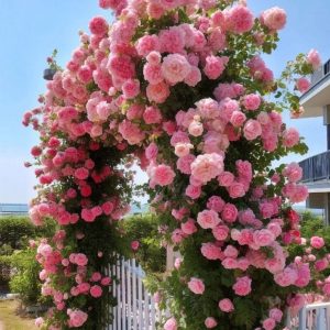 Роза Пастель Розе купить по цене от 605р. в интернет-магазине «Посадика» с доставкой почтой в в Мышкине и по всей России – [изображение №1].