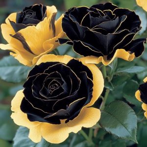 Роза Ханни Сикл купить по цене от 700р. в интернет-магазине «Посадика» с доставкой почтой в в Мышкине и по всей России – [изображение №1].