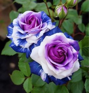 Роза Айвори Каскад купить по цене от 420р. в интернет-магазине «Посадика» с доставкой почтой в в Мышкине и по всей России – [изображение №1].