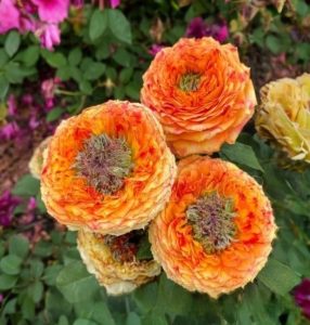 Роза Золотой Мираж купить по цене от 420р. в интернет-магазине «Посадика» с доставкой почтой в в Мышкине и по всей России – [изображение №1].