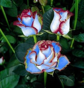 Роза Сафайер Пэтл купить по цене от 450р. в интернет-магазине «Посадика» с доставкой почтой в в Мышкине и по всей России – [изображение №1].