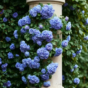 Роза плетистая Блю Перпл купить по цене от 540р. в интернет-магазине «Посадика» с доставкой почтой в в Мышкине и по всей России – [изображение №1].